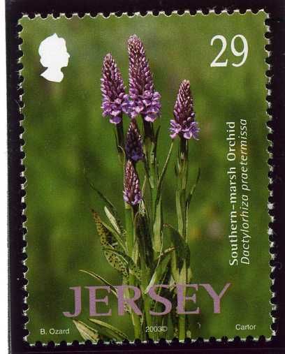 Southern-marsh Orchid (Dactylorhiza praetermissa)