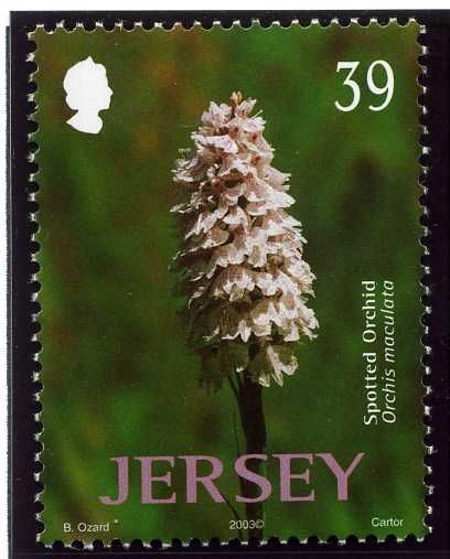 Spotted Orchid (Orchis maculata)