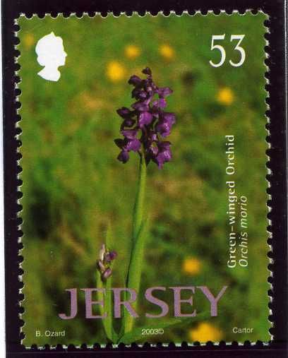 Green-winged Orchid (Orchis morio)