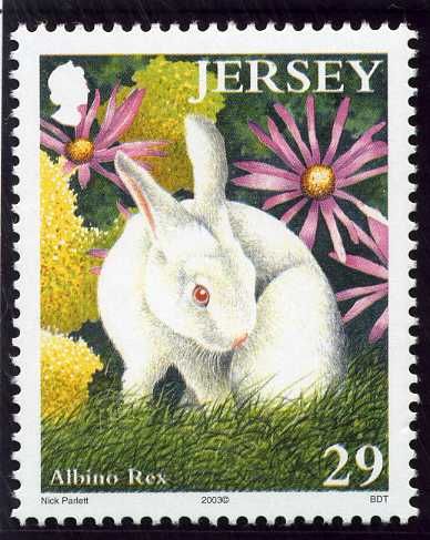 Domestic Rabbit (Oryctolagus cuniculus domesticus)