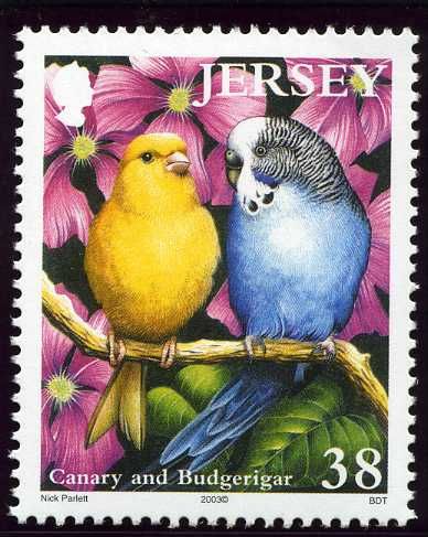 Domestic Canary and Budgerigar