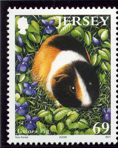 Domestic Guinea Pig (Cavia porcellus)