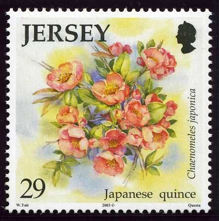 Japanese Quince (Chaenomeles japonica)