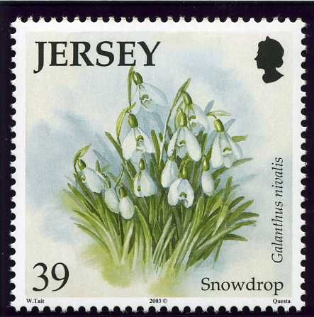 Snowdrop (Galanthus nivalis)