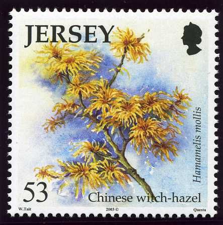Witch-hazel (Hamamelis mollis)