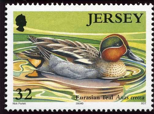 Northern Shoveler (Spatula clypeata)