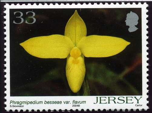 Phragmipedium besseae var. flavum