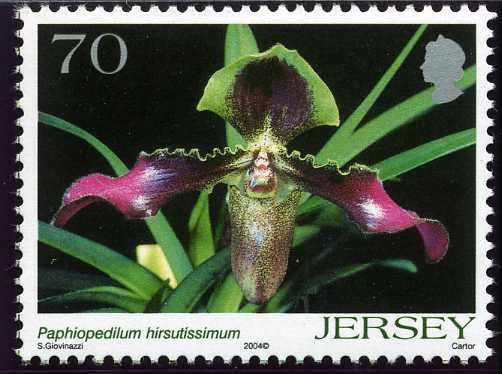 Paphiopedilum hirsutissimum