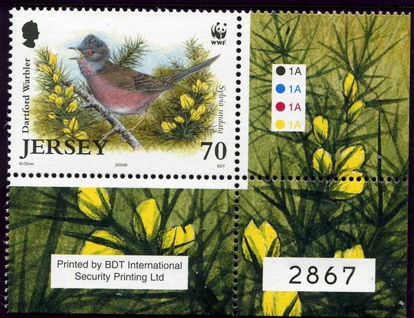 Dartford Warbler (Sylvia undata)