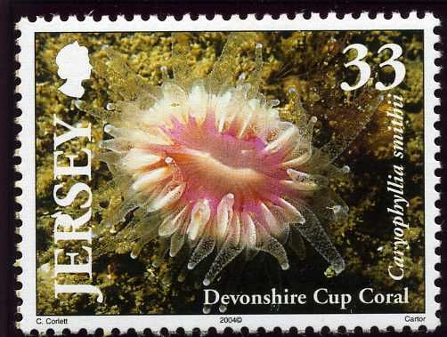 Devonshire Cup (Caryophyllia smithii) 