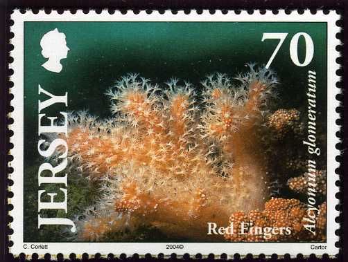 Red Sea Fingers (Alcyonium glomeratum) 