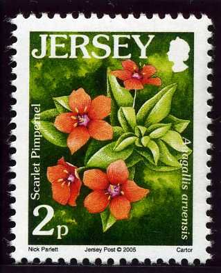 Scarlet Pimpernel (Anagallis arvensis)