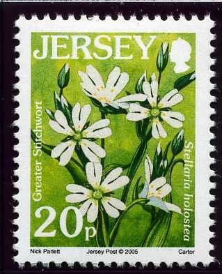 Stitchwort (Stellaria holostea)