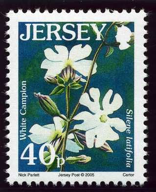White Campion (Silene latifolia)