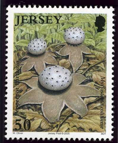Pepperpot Earthstar (Myriostoma coliforme)
