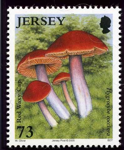 Red Waxy-cap (Hygrocybe coccinea)