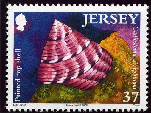European Painted Top Shell (Calliostoma zizyphinum)
