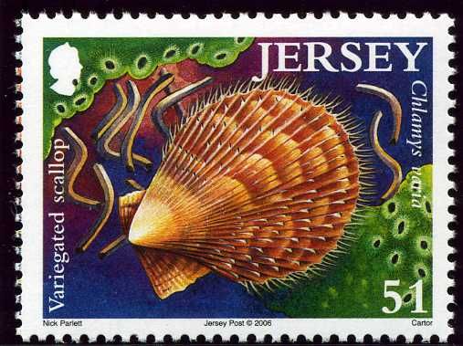 Variegated Scallop (Chlamys varia)