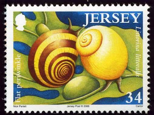 European Cowrie (Trivia monacha)