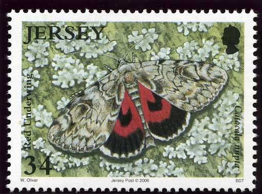 Red Underwing (Catocala nupta)