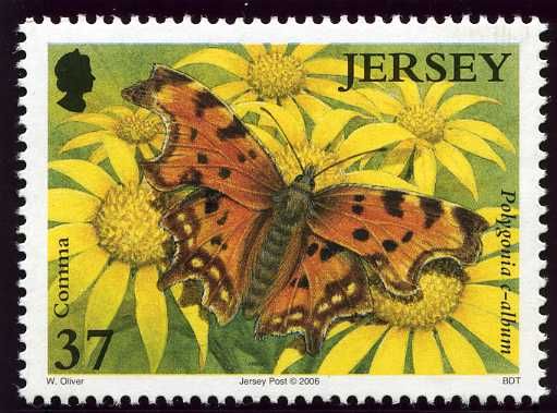 Comma Butterfly (Polygonia c-album)
