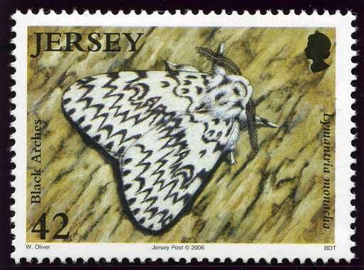 Black Arches Moth (Lymantria monacha)