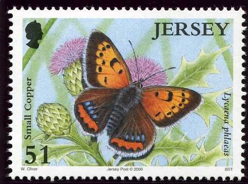 Small Copper (Lycaena phlaeas)