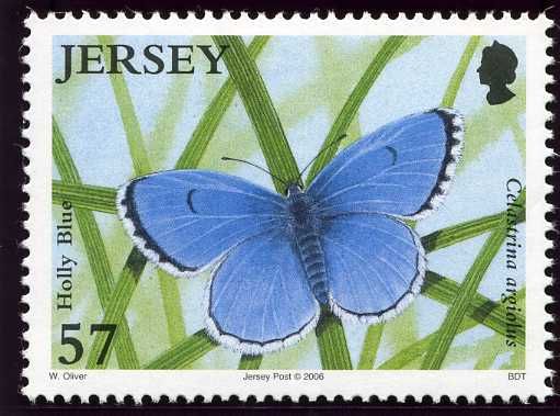 Holly Blue (Celastrina argiolus)