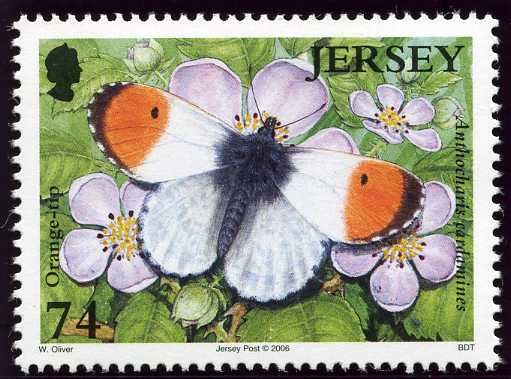 Orange Tip (Anthocaris cardamines)