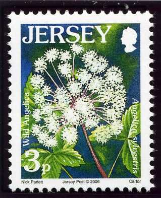 Wild Angelica (Angelica sylvestris)