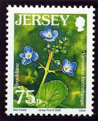 Brooklime (Veronica beccabunga)