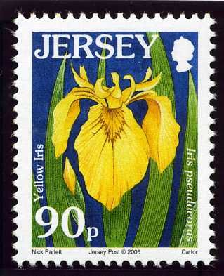 Yellow Iris (Iris pseudacorus)