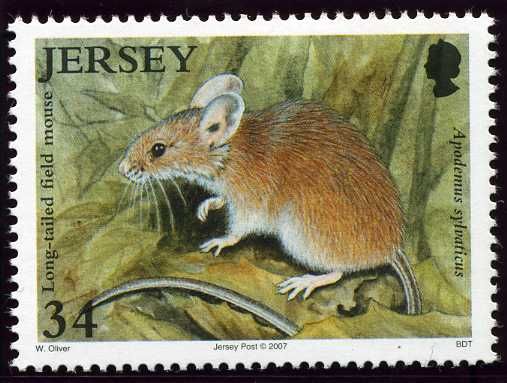 Long-tailed Field Mouse (Apodemus sylvaticus)