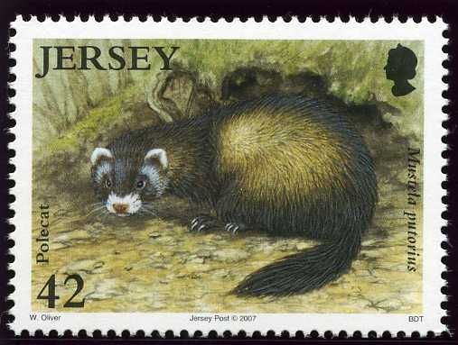 European Polecat (Mustela putorius)