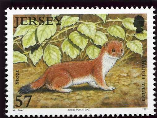 Stoat (Mustela erminea)