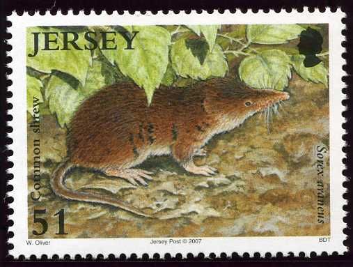 Common shrew (Sorex araneus)