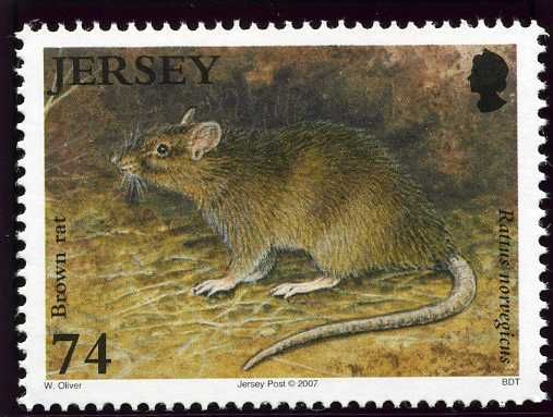 Brown Rat (Rattus norvegicus)