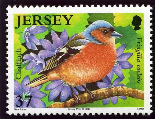 Common Chaffinch (Fringilla coelebs)