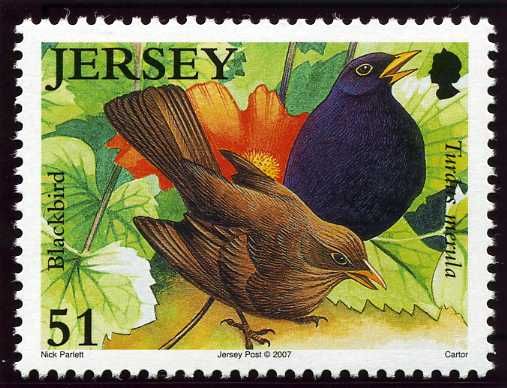 Common Blackbird (Turdus merula)