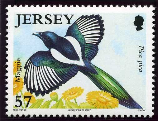 Magpie (Pica pica)