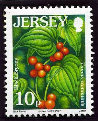 Black Bryony (Tamus communis)