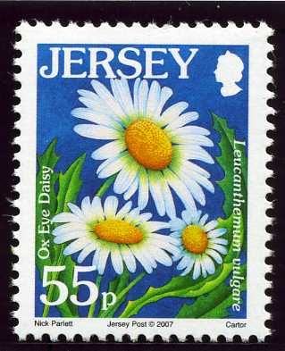 Ox Eye Daisy (Leucanthemum vulgare.)