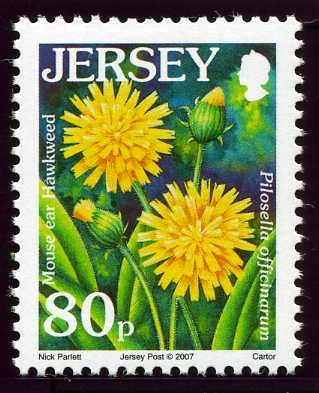 Mouse-ear Hawkweed (Pilosella officinarum.)