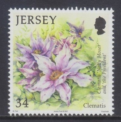 Clematis