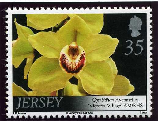 Cymbidium Averanches ‘Victoria Village'