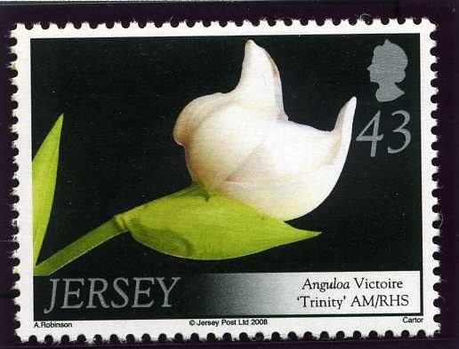 Anguloa Victoire "Trinity"