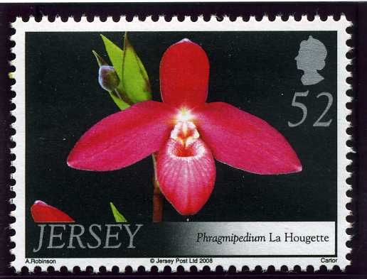 Phragmipedium Havre des Pas 'Jersey'