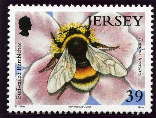 Buff-tailed Bumblebee (Bombus terrestris)