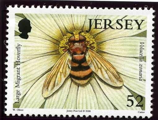 Hornet Hoverfly (Volucella zonaria) 