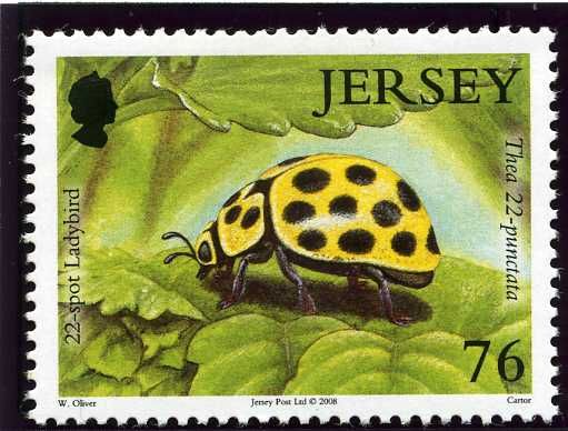 Twentytwo-spot Ladybird Beetle (Thea vigintiduopunctata)